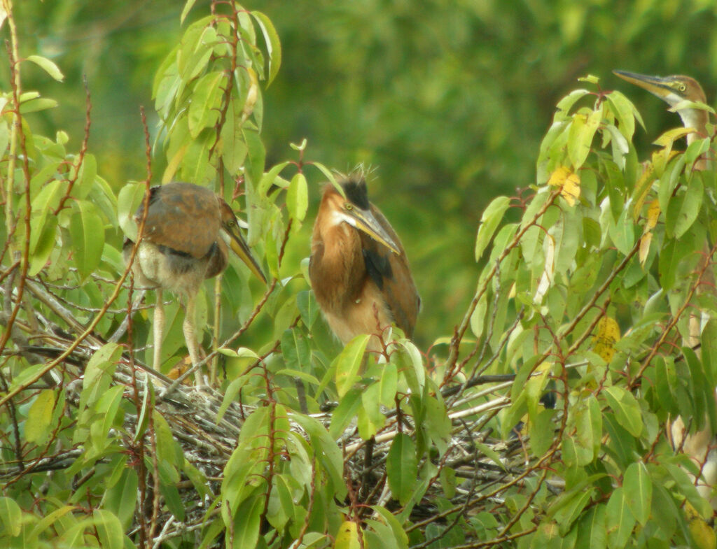 Purple Heron