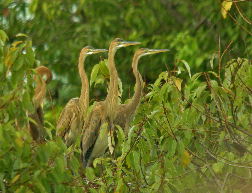 Purple Heron