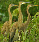 Purple Heron