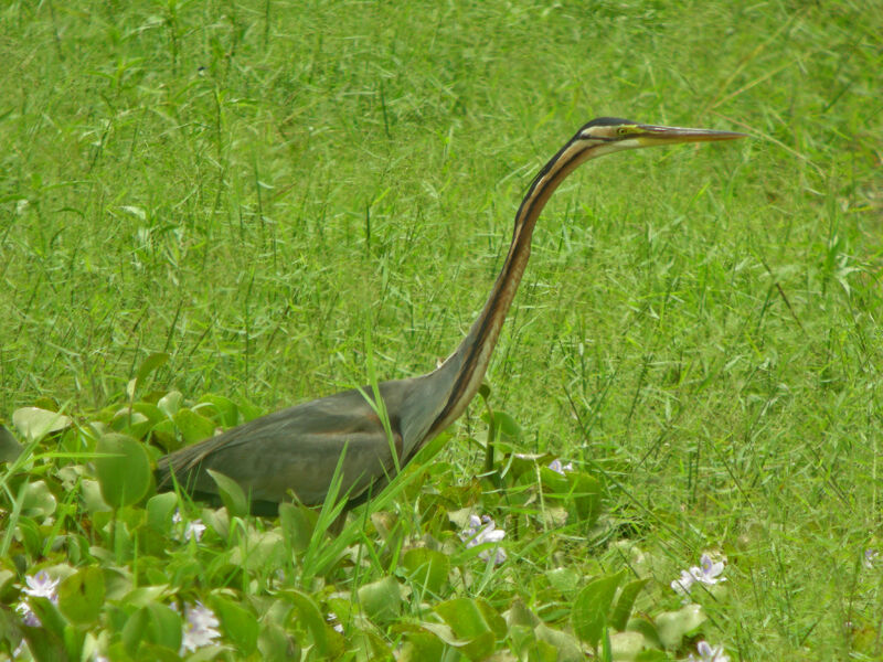 Purple Heron