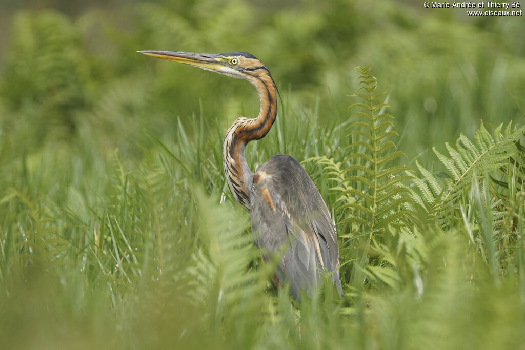 Purple Heron