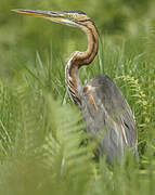 Purple Heron