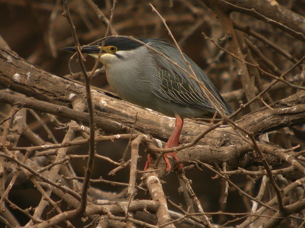 Striated Heron