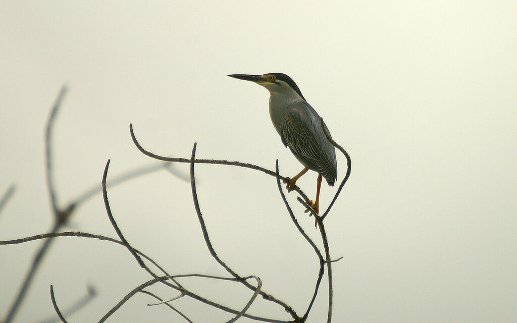 Striated Heron