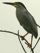 Striated Heron