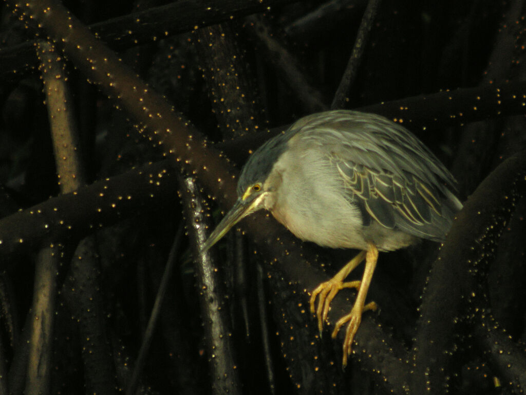 Striated Heron