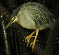 Striated Heron