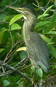 Striated Heron