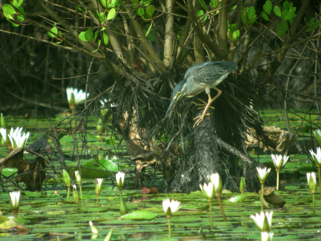 Striated Heron