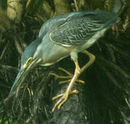 Striated Heron