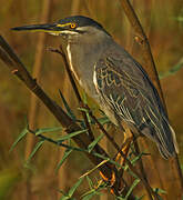 Striated Heron