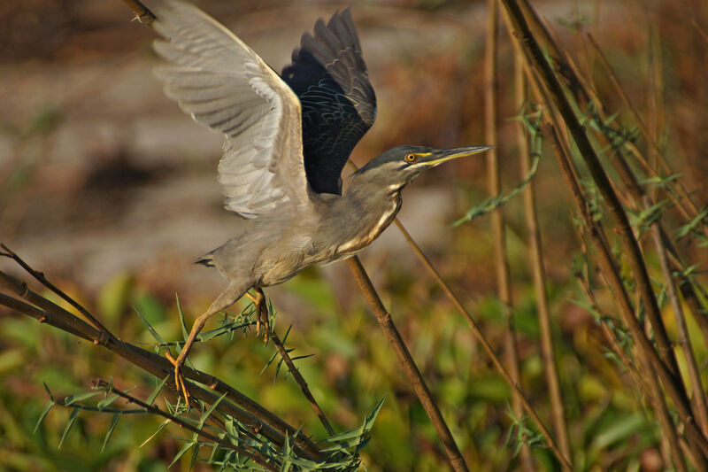 Striated Heron