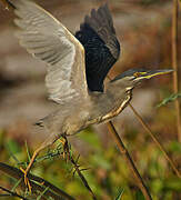 Striated Heron