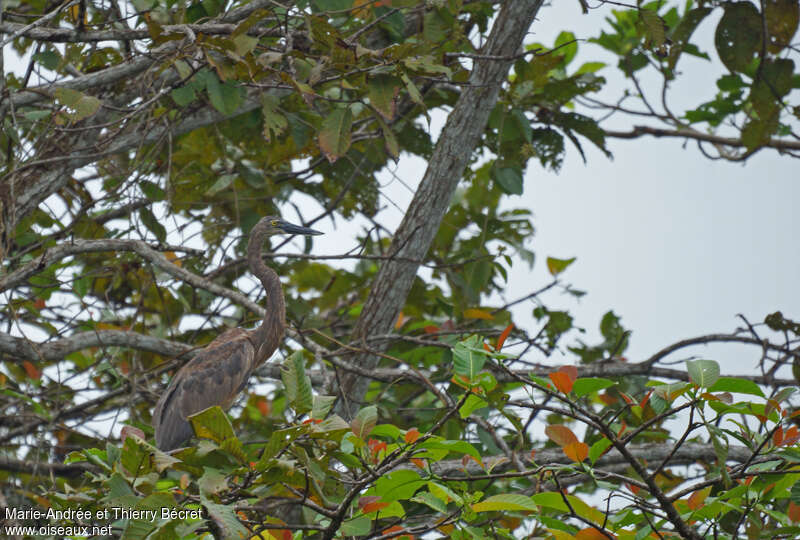 Great-billed Heronimmature, habitat