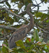 Great-billed Heron