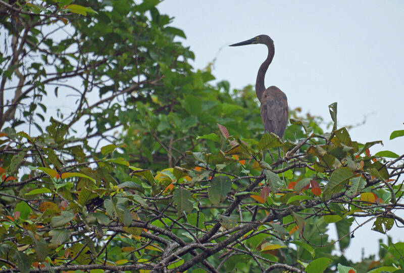 Great-billed Heron