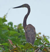 Great-billed Heron