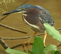 Green Heron