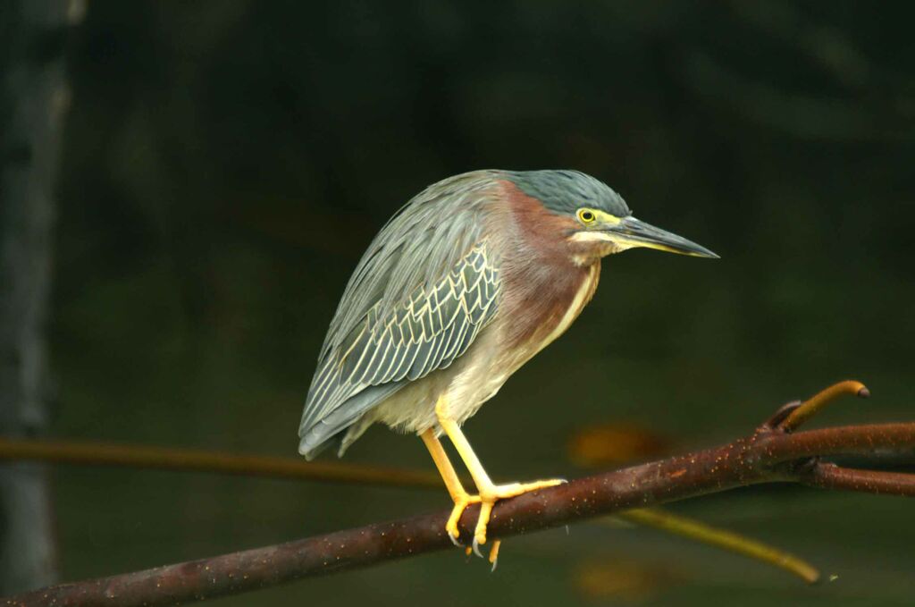 Green Heron