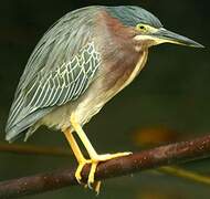 Green Heron