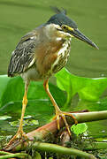 Green Heron