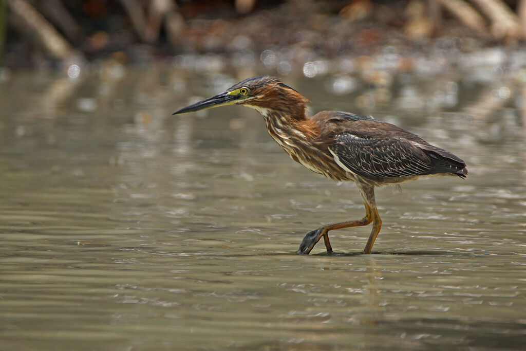 Green Heron