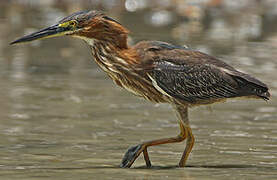 Green Heron