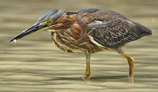 Green Heron