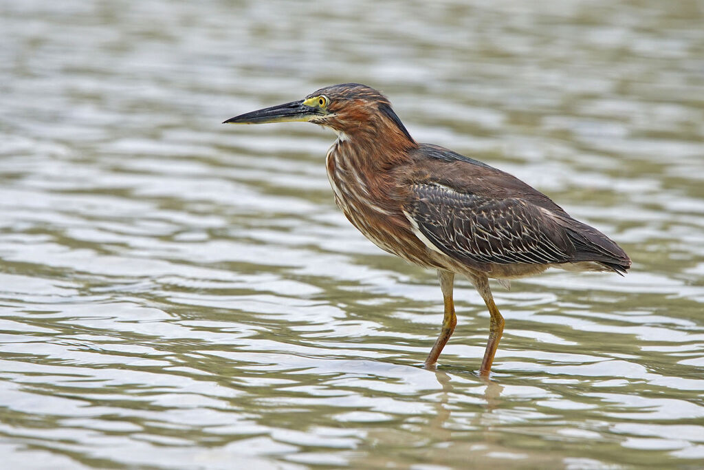 Green Heron