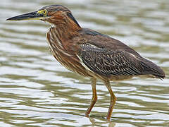 Green Heron