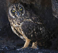 Short-eared Owl