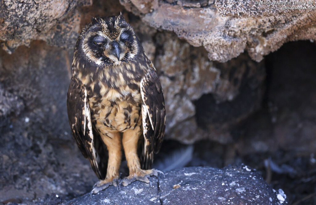 Hibou des marais