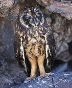 Short-eared Owl