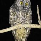 Hibou maître-bois