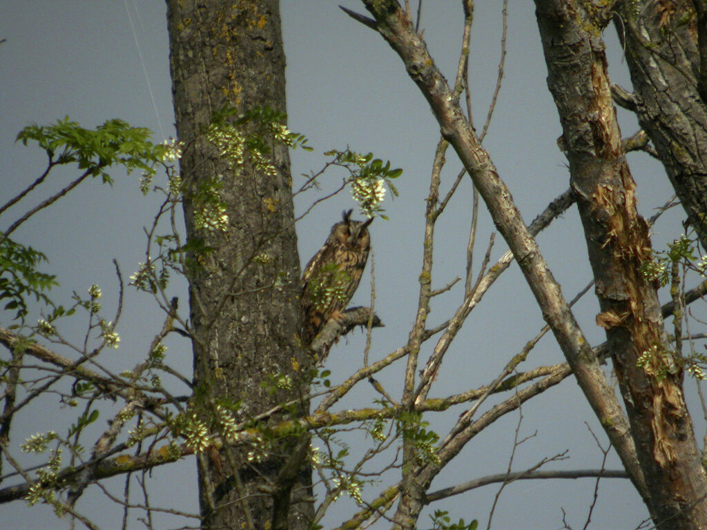 Hibou moyen-duc