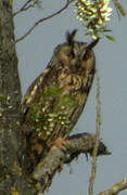 Long-eared Owl