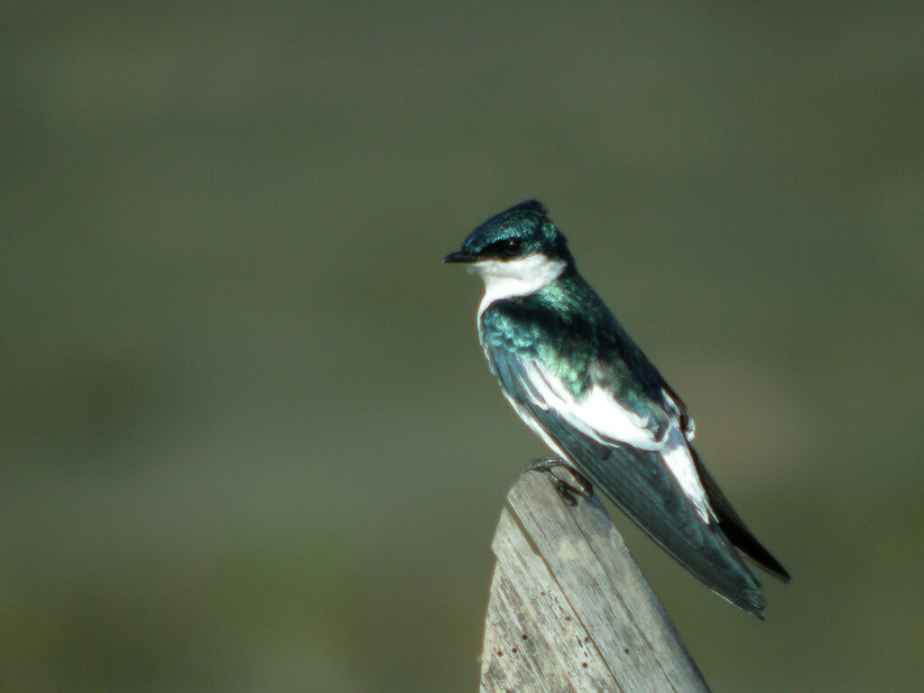 Hirondelle à ailes blanches