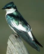 White-winged Swallow