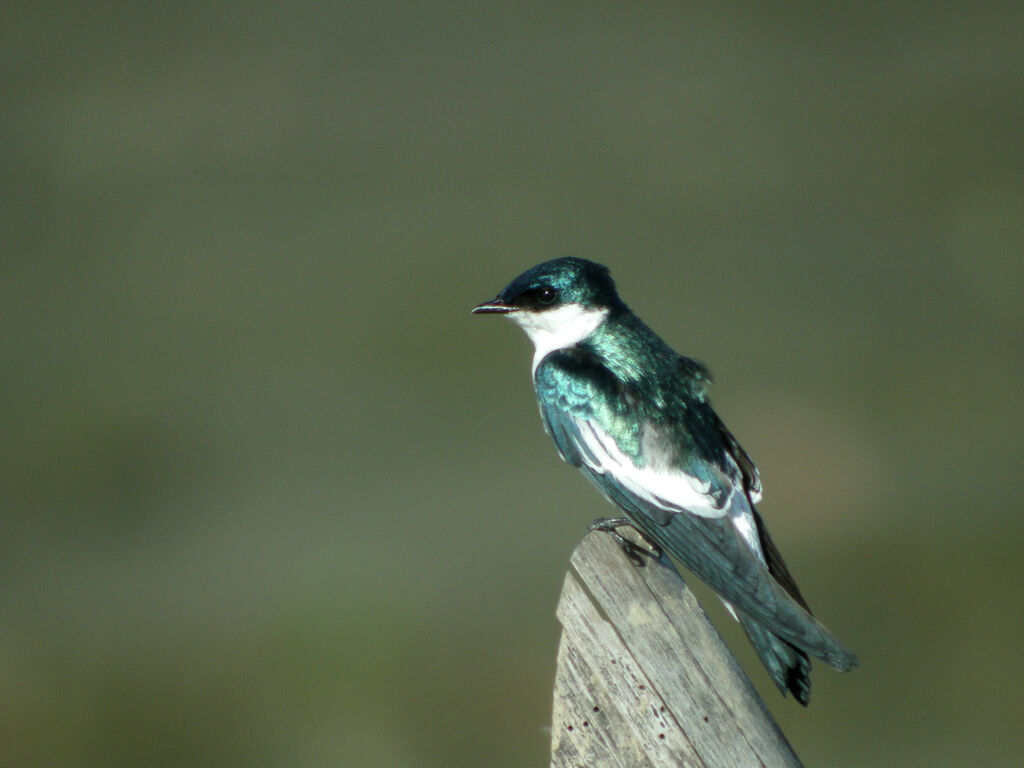 Hirondelle à ailes blanches