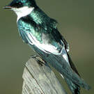 Hirondelle à ailes blanches