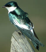 White-winged Swallow