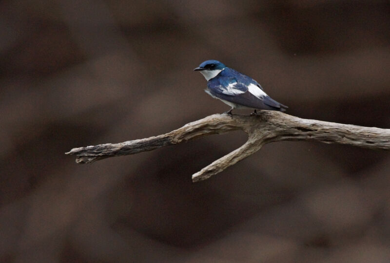 Hirondelle à ailes blanches