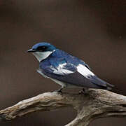 White-winged Swallow