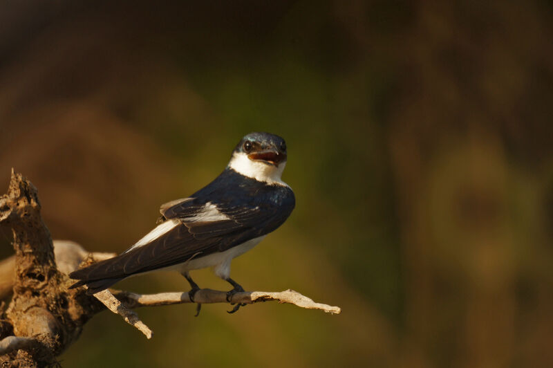 Hirondelle à ailes blanches