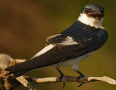 White-winged Swallow