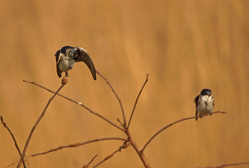 White-rumped Swallow