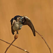 White-rumped Swallow