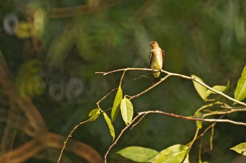 Hirondelle à gorge rousse