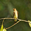 Hirondelle à gorge rousse