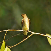 Hirondelle à gorge rousse